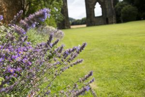 Guisborough - Mark Davis Photography